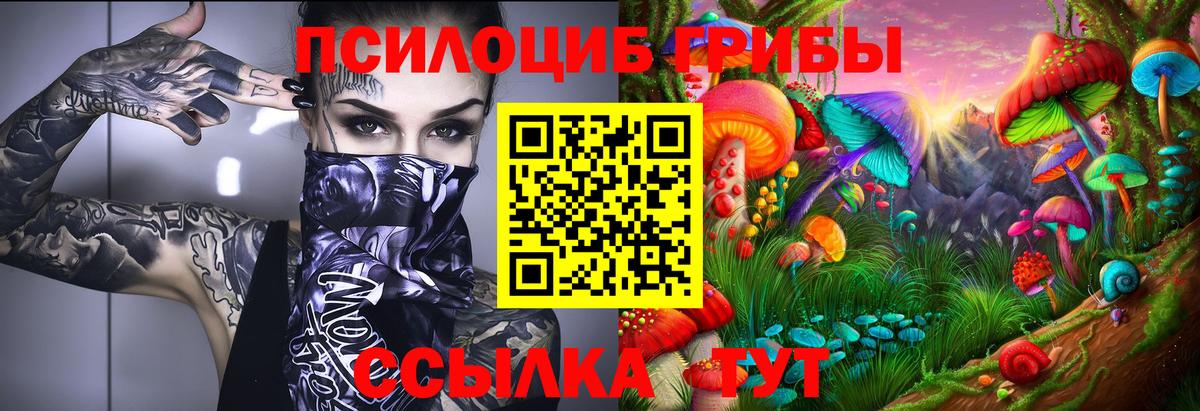 Псилоцибиновые грибы Psilocybe  Алатырь  где купить наркоту  Галлюциногенные грибы прущие грибы 
